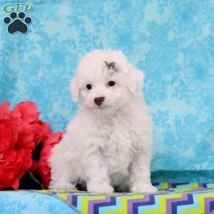 Reeses, Toy Poodle Puppy
